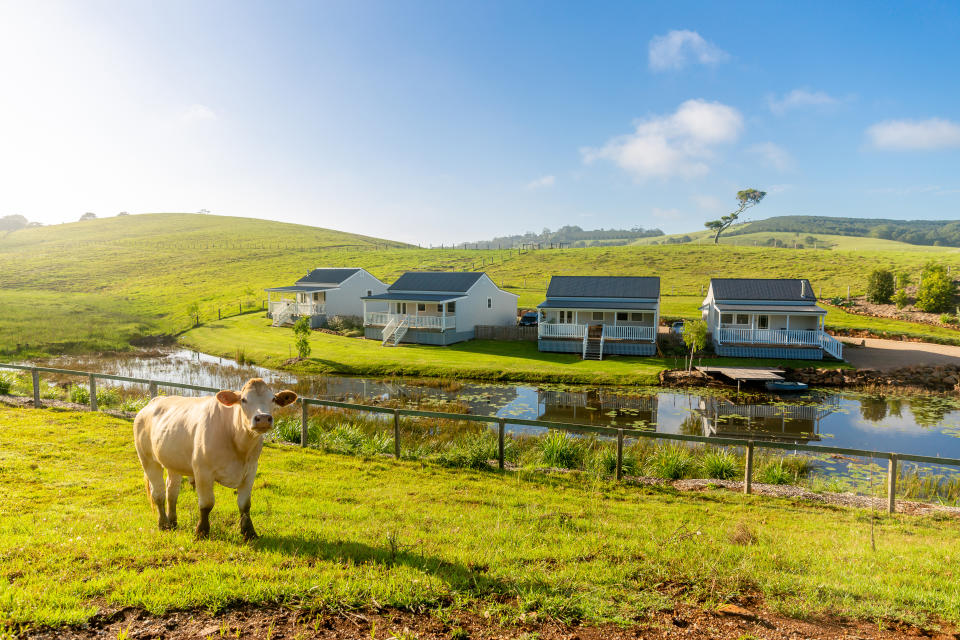 A cow stands in a field with houses in the background.