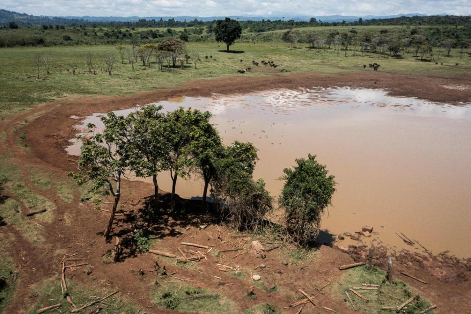 The location of the treehouse where Queen Elizabeth II stayed in 1952 in Nyeri, Kenya (AFP via Getty)