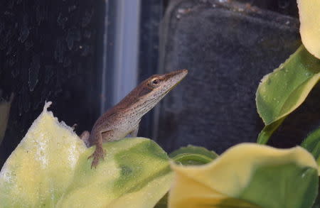 An anole lizard also known as an American chameleon is shown changed from green to brown in the classroom at Riverside Elementary School in Princeton, New Jersey in this handout picture taken January 25, 2016. REUTERS/Mark Eastburn/Handout via Reuters