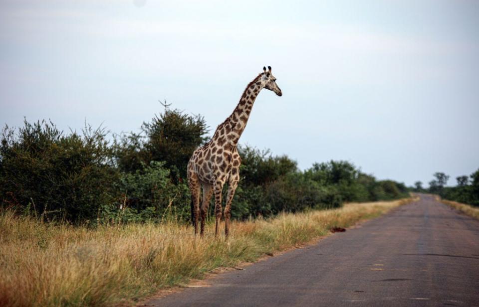 Giraffe in Kruger National Park