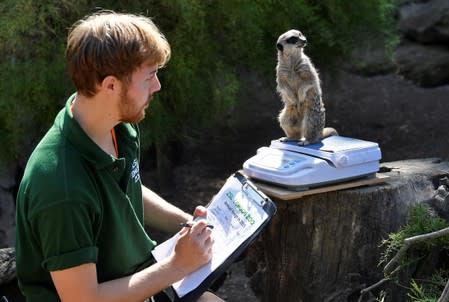 A meerkat stands on scales during the annual weigh-in at London Zoo