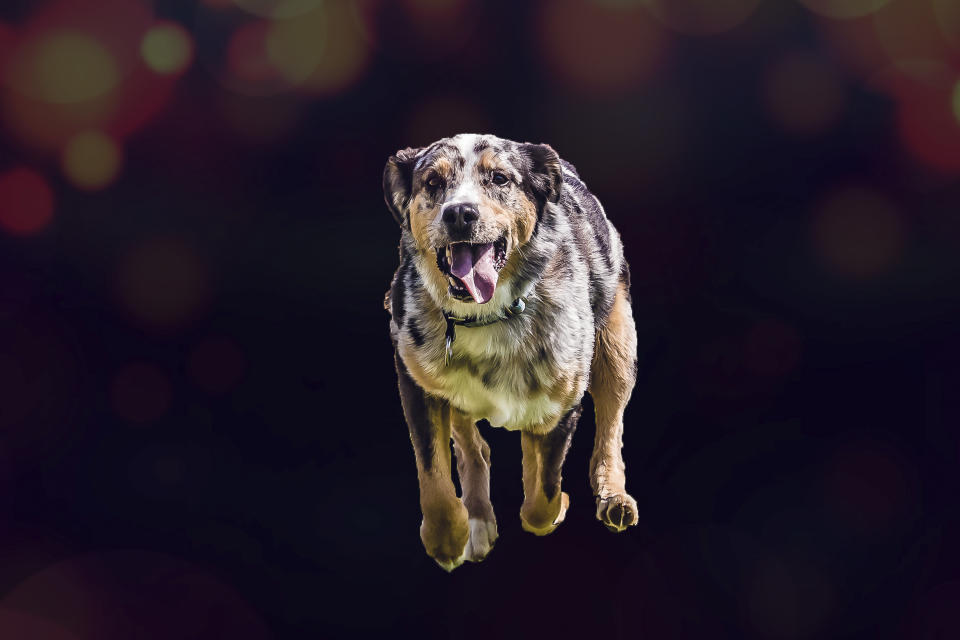 <p>Jedes Bild ist dabei anders. Dieser Hund sieht eher aus, als wäre er vertikal in die Luft geworfen worden, anstatt einen inspirierten Sprint über dem Boden hinzulegen. (Foto: Peter Mueller / Caters News) </p>