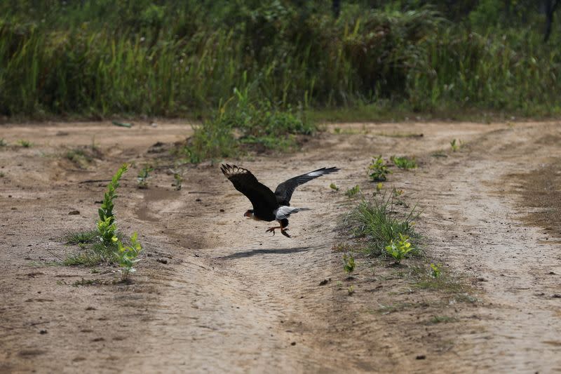 Un pájaro levanta el vuelo en medio de una carretera ilegal en los llanos del Yarí, en Caquetá, Colombia