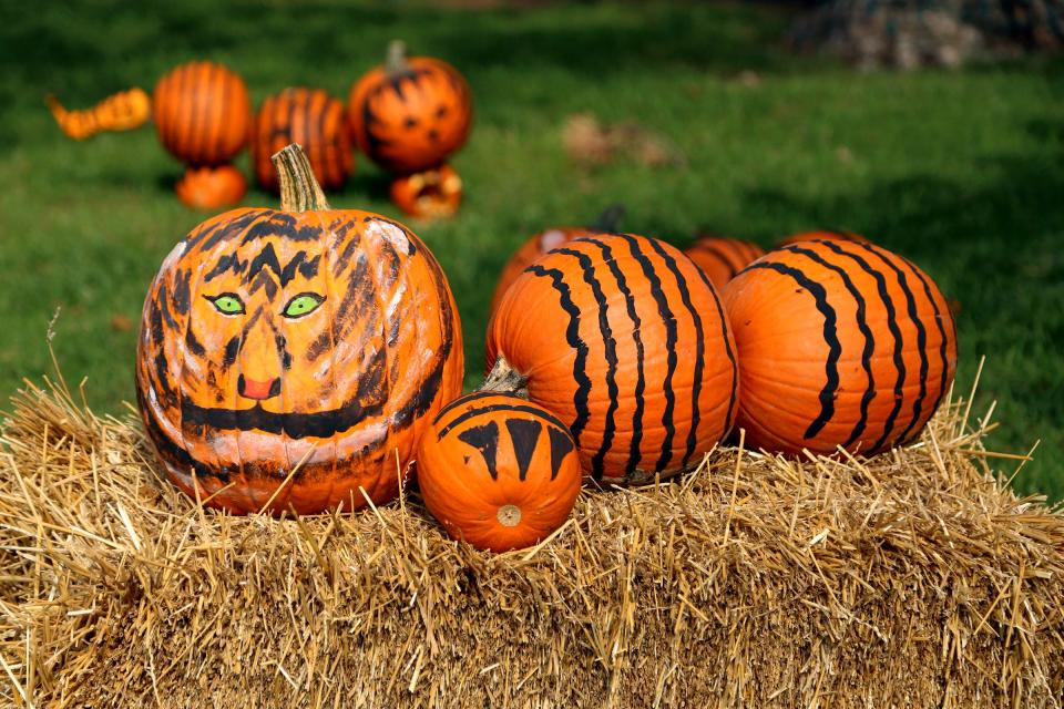 Tigers made from pumpkins.