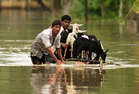 People use a makeshift raft to transport goats as they wade through a flooded road in Jakhalabandha area in Nagaon district, in Assam, India, August 13, 2017. REUTERS/Anuwar Hazarika