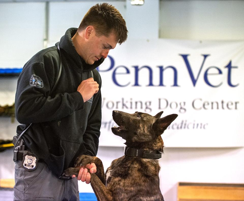 Warrington Police Officer Corey Fox, at the Penn Vet Working Dog Center, in Philadelphia, rewards his K-9, Abby, with a treat after the 17 months old Brindle Dutch Shepherd, completed core strengthening exercises, Monday, April 3, 2023.