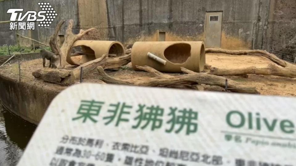 葉忠岳指出，捕捉狒狒後不排除使用麻醉。（圖／TVBS資料照）