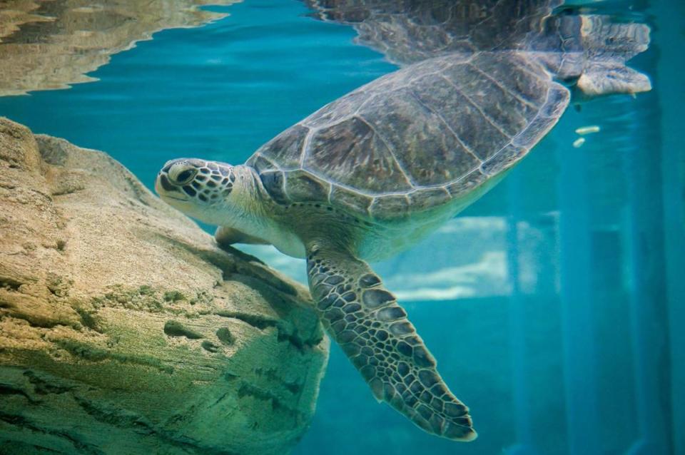 A green sea turtle name Tortellini, which is a species classified as endangered, was trucked from Florida in a van to its new home at the Sobela Ocean Aquarium in Kansas City by zoo staff. The sea turtle was found floating near Spring Hill, Florida, in 2020. It is believed the sea turtle was injured after being hit by a boat. Tortellini has a buoyancy issue that the zoo staff is working to address.