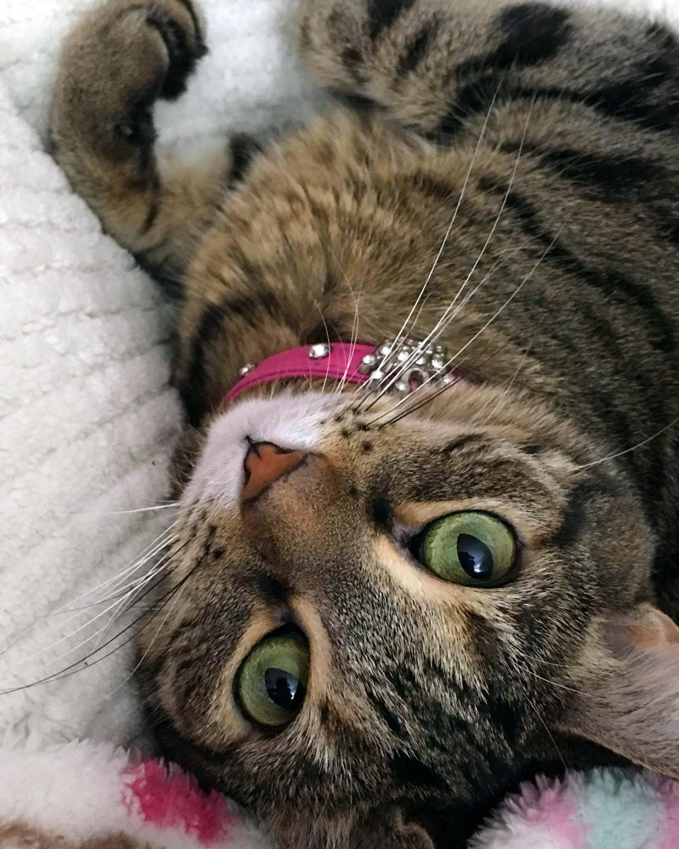 Princess the Glamour Cat