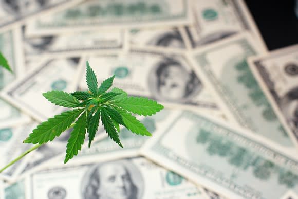 A marijuana leaf in front of a pile of $100 bills.