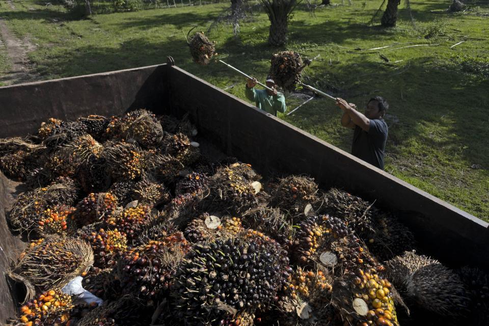 Men load palm fruit onto a truck at a palm oil plantation in Polewali Mandar, South Sulawesi, Indonesia, Tuesday, April 23, 2024. Indonesia saw a 27% increase in primary forest loss in 2023, according to an analysis of data shared by World Resources Institute. The tree losses came in protected national parks and in massive swaths of jungle cut down for palm oil and paper plantations and for mining. (AP Photo/Yusuf Wahil)