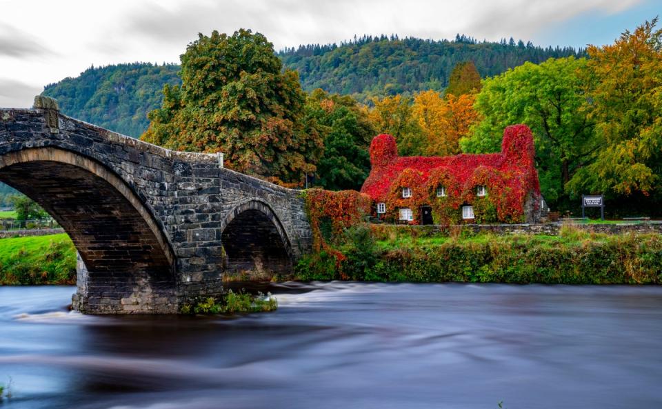 29 September 2022: The Virginia creeper foliage on the Tu Hwnt i'r Bont (Beyond the Bridge) Llanwrst, Conwy North Wales, has changed colour from green to red in at the start of Autumn.  The building was built in 1480 as a residential dwelling but has been a tearoom for over 50 years (PA)