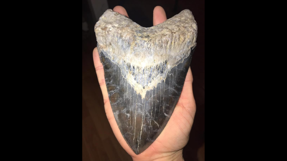 Georgia man Matthew Basak unearthed a 6.45 inch megalodon tooth at a South Carolina construction site.