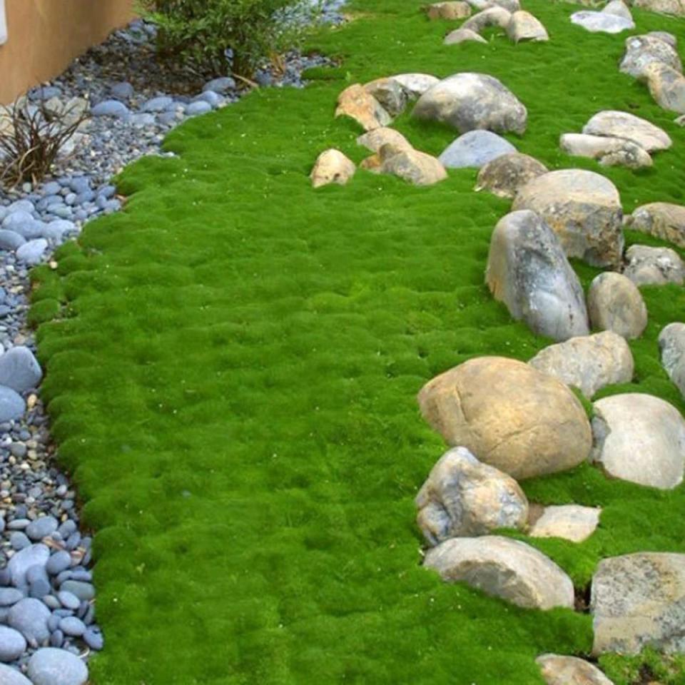 Irish moss yard bordered by rocks and gravel