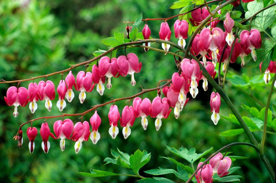 Bleeding hearts.