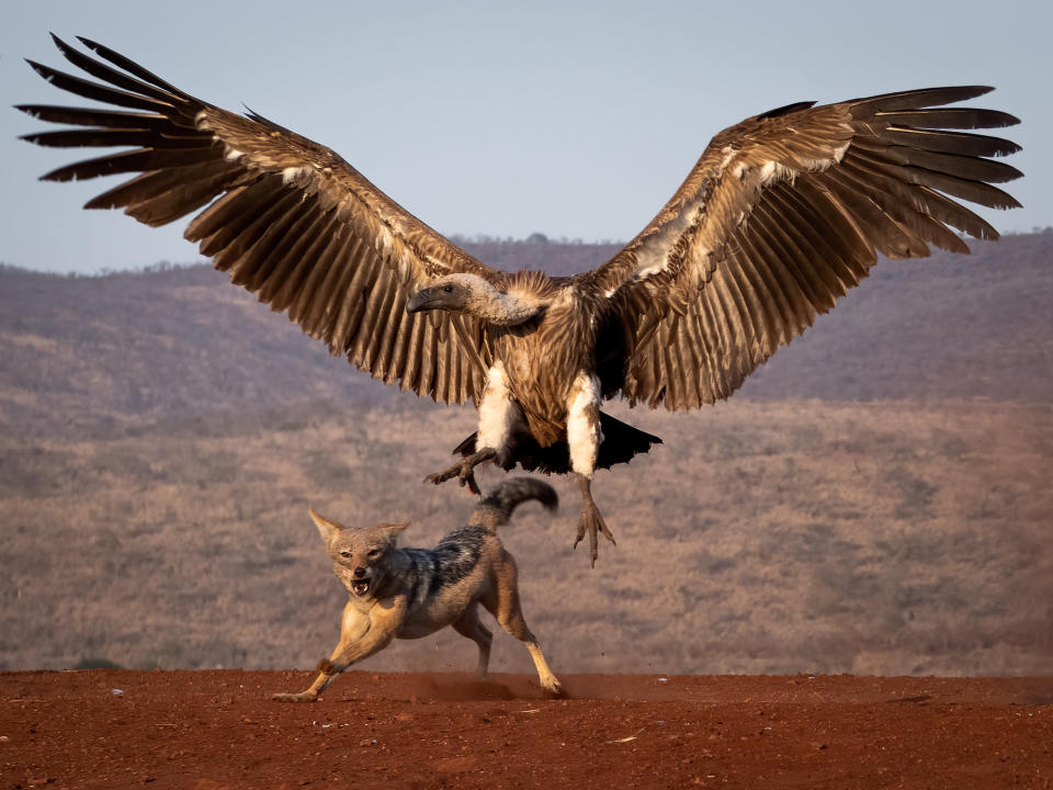 Kevin Nash captured this  image of a vulture and a jackal in South Africa – it won the Judge's Choice award.