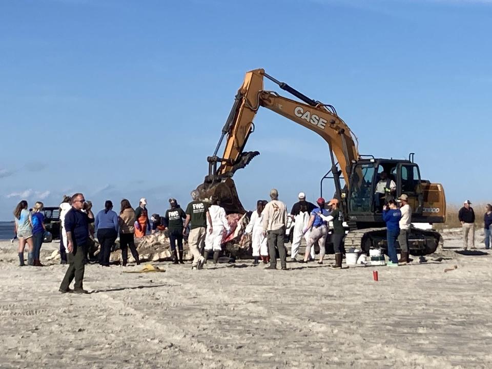Wildlife officials and onlookers surround a dead right whale in the North Atlantic after it was towed to Tybee Island about 20 miles offshore on Thursday.