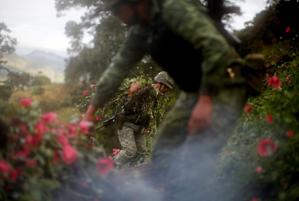 Soldiers cut opium poppies