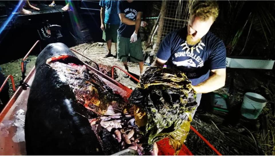 鯨魚吃進肚內40公斤塑膠袋 擱淺菲律賓海岸吐血亡（ 圖：Yahoo Magazines PYC）