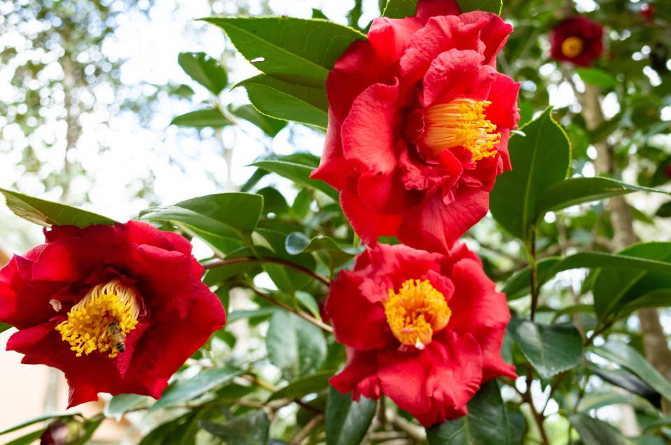 Camellia flowers brighten the landscape this time of year.