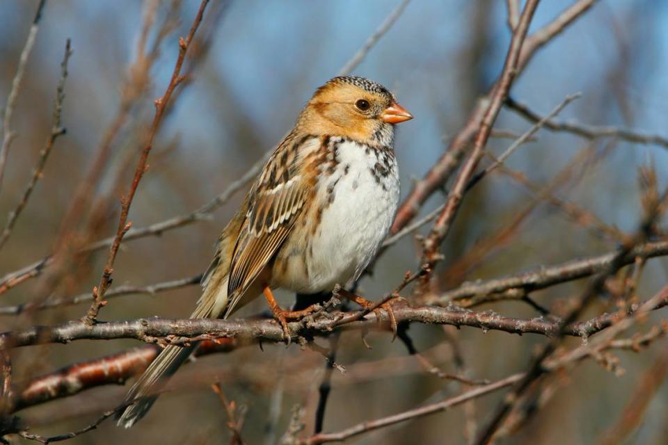 The Harris’s sparrow is seen perched on a branch in this file photo.