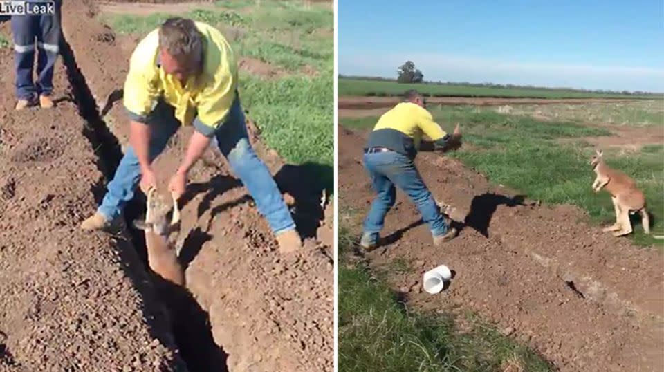 Fritz White was working on a trench in Goondiwindi, Queensland when he and his colleagues discovered the helpless roo laying flat on his back inside the narrow trench.