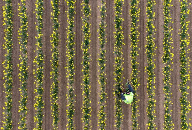 Daffodil picking at Taylor’s Bulbs