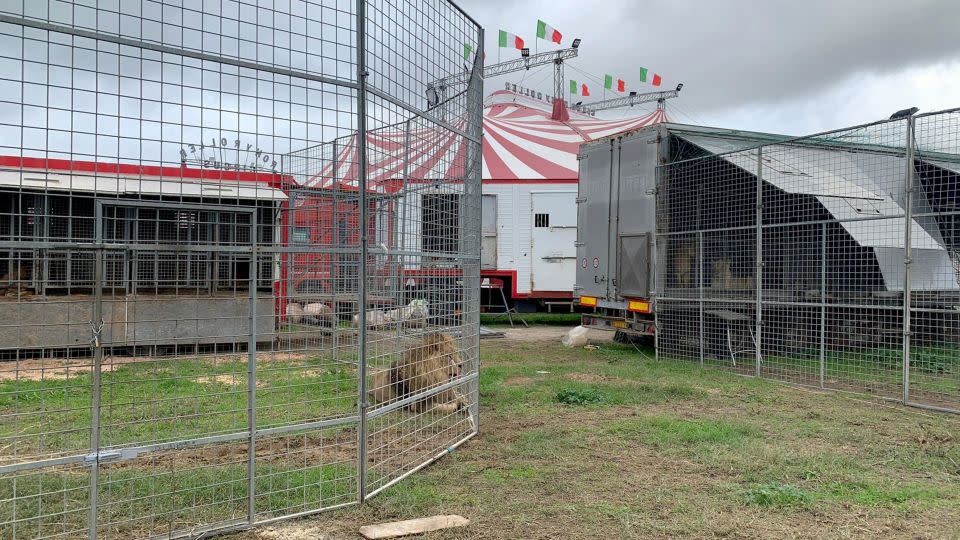 Residents of Ladispoli, a seaside town near Rome, were told to stay home yesterday after Kimba the lion escaped from the circus before the animal was sedated and captured. - Sonia Logre/AFP/Getty Images