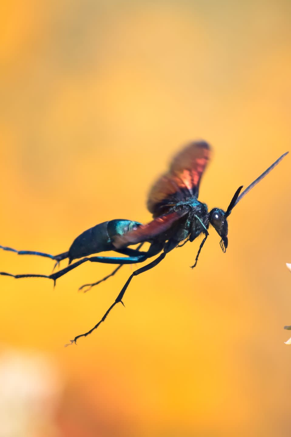 <p>Don’t let the name fool you—it’s not a spider or a bird. It’s actually a wasp. But this insect leaves one of the most painful bug bites. According to entomologist Justin Schmidt, who created the “Schmidt sting pain index” to measure the severity of bug bites, on a scale of 1 to 4, the tarantula hawk is one of just two insects that scores a 4.</p>
