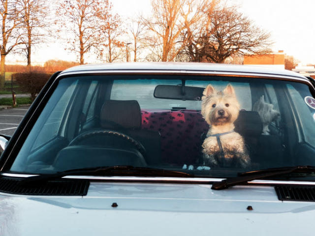 Perros: Cómo actuar para salvar del calor a can encerrado en un coche