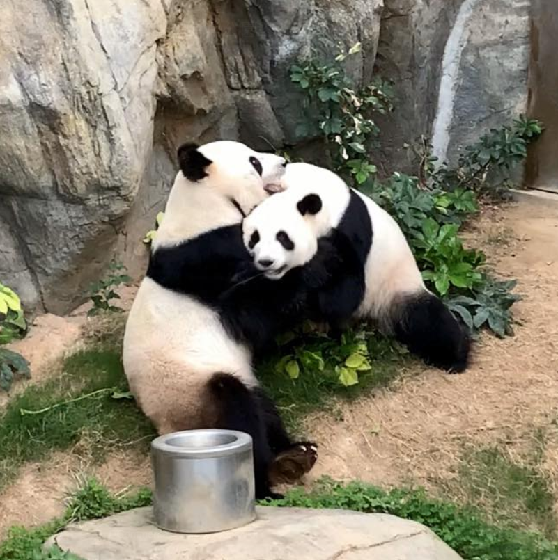 Ying Ying e Le Le all'Ocean Park di Hong Kong