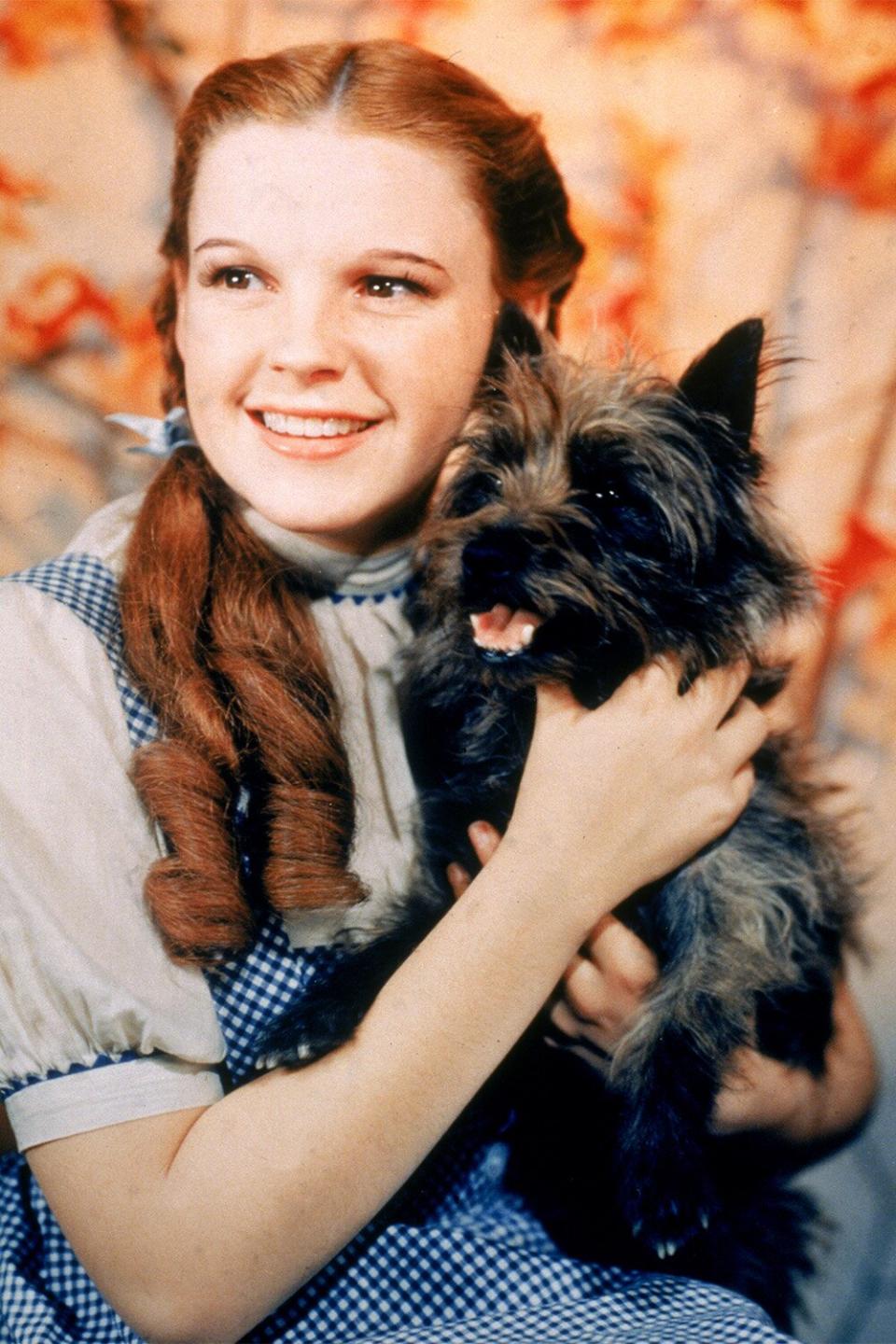 1939: American actor Judy Garland (1922 - 1969), as Dorothy Gale, holding Toto the dog for the film, 'The Wizard Of Oz,' directed by Victor Fleming. (Photo by MGM Studios/MGM Studios/Getty Images)