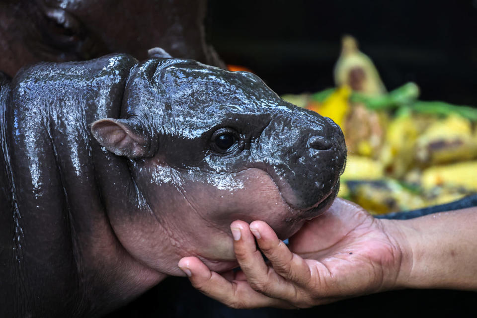 A two-month-old female pygmy hippo named "Moo Deng"who recently became a viral internet sensation in Thailand (Athit Perawongmetha/Reuters)