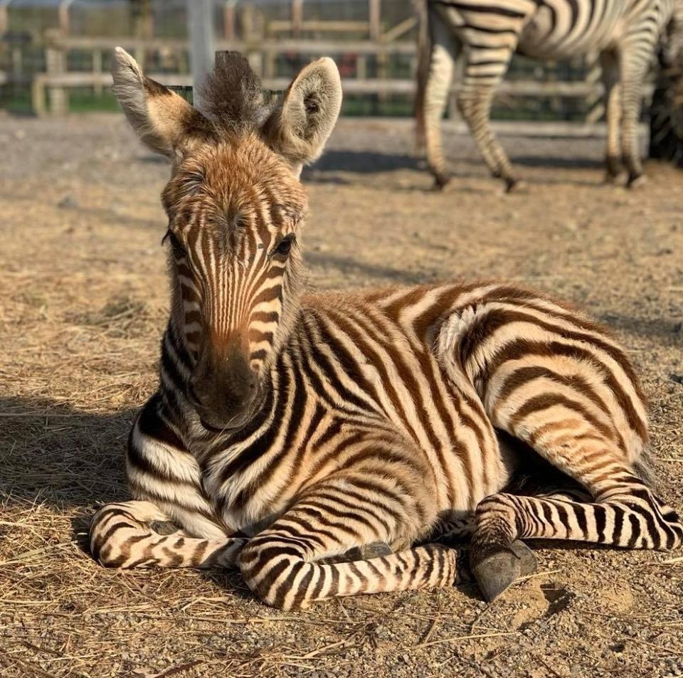 Hope, a young zebra at Noah's Ark Zoo Farm died after a fireworks display terrified her. Source: Facebook/Noah's Ark Zoo Farm