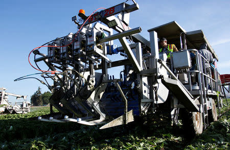 A water jet harvester is repositioned while harvesting romaine lettuce near Soledad, California, U.S., May 3, 2017. REUTERS/Michael Fiala