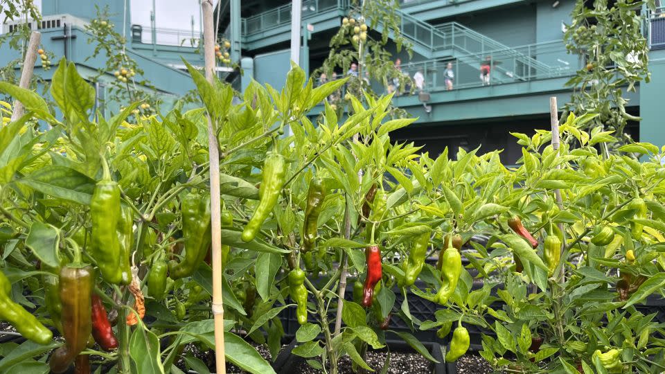 A tour group of visitors (pictured, in the background) approaches an area overlooking the farm. That high visibility is what helps set this urban farm apart from others. Green City estimates roughly 500,000 children and adults encounter the space every year. - Samantha Bresnahan/CNN