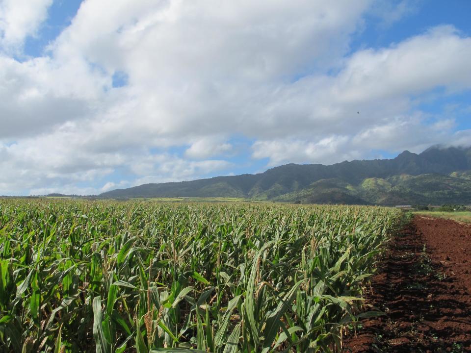 In this April 16, 2014 photo, the Waianae mountains serve as a backdrop to a field of corn on Pioneer Hi-Bred International land in Waialua, Hawaii. The nation’s leading corn seed companies all have farms in Hawaii, but their fields have become a flash point in a spreading debate over genetic engineering in agriculture. (AP Photo/Audrey McAvoy)