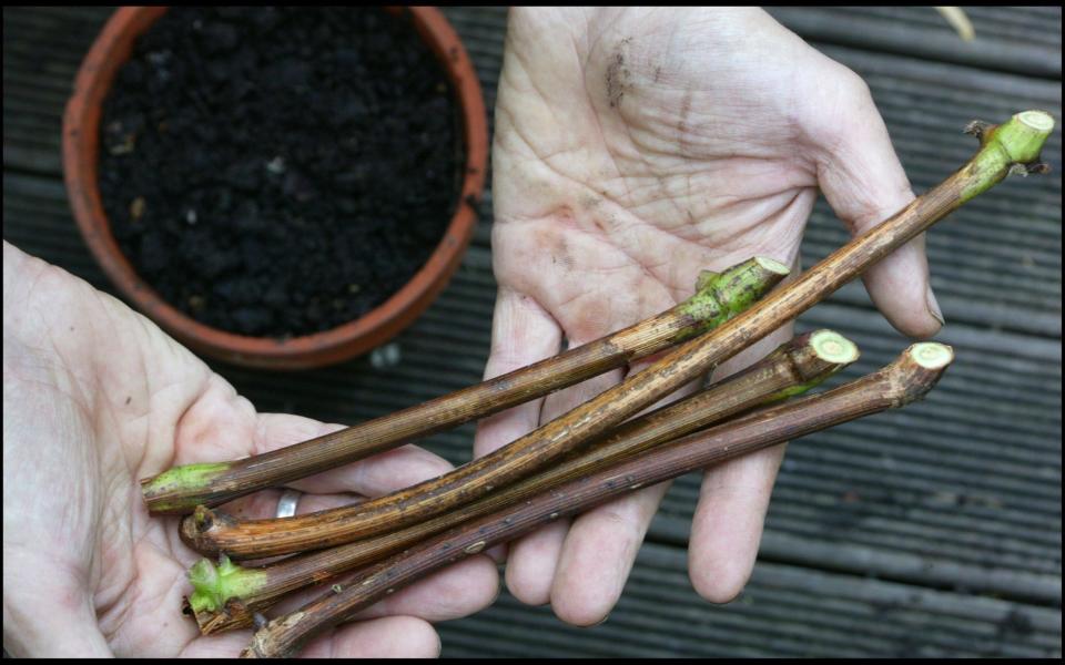 Hardwood cuttings - Martin Pope