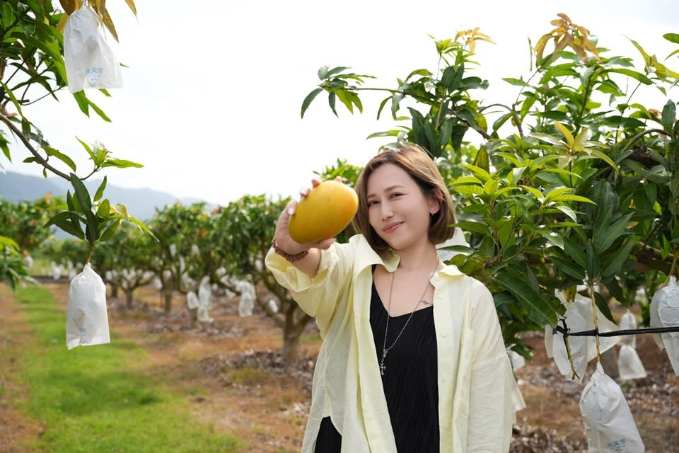 臺東夏雪芒果產量大減，臺東縣政府為大力推廣，邀請電商女王瑪菲司擔任「臺東愛心推廣大使」，盼透過直播帶動熱銷。