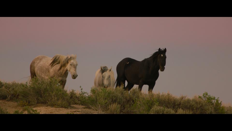 'Wild Beauty: Mustang Spirit of the West'