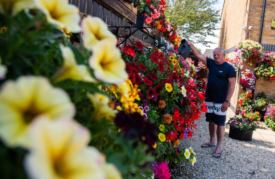 Meet the amateur gardener who fills more than 100 hanging baskets and pots in his small suburban garden with nearly 1,000 stunning plants every year. Shaun Schroeder, 57, spends up to three hours a day planting, tending, dead-heading and watering his stunning collection of petunias and other assorted flowers. He spends four months growing almost all of his 900 plants from seed, before potting them out in May, during a mammoth week-long planting session. They sprawl across 120 hanging baskets and tubs that cover every inch of his modest 4m wide garden at the back of his semi detached home in Whitchurch, on the outskirts of Bristol.