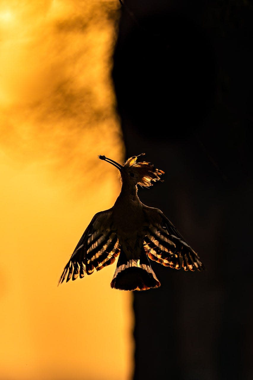 The silhouette of a bird flying at sunrise