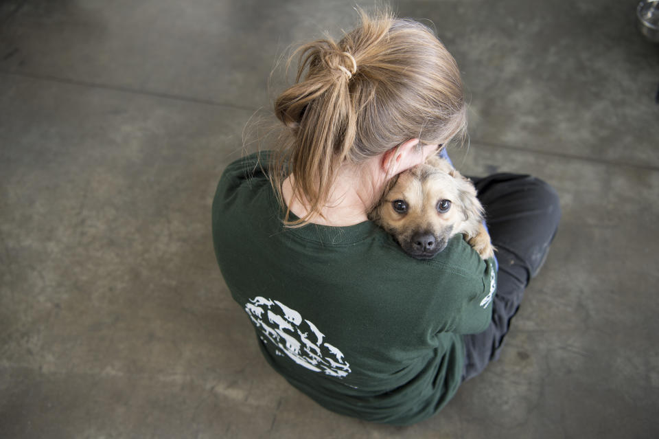 <p>In this image released on Thursday, April 28, 2016, an HSI rescuer snuggles with a dog at the Incheon airport before his flight to the US. Humane Society International rescued the dogs from a dog meat farm in Wonju, South Korea this week, the fifth such farm that the organization has closed down as part of its campaign to end the dog meat trade. A total of 171 dogs are being flown to shelters and rescues in the United States and Canada for a second chance at life. (Meredith Lee/Humane Society International via AP Images) </p>