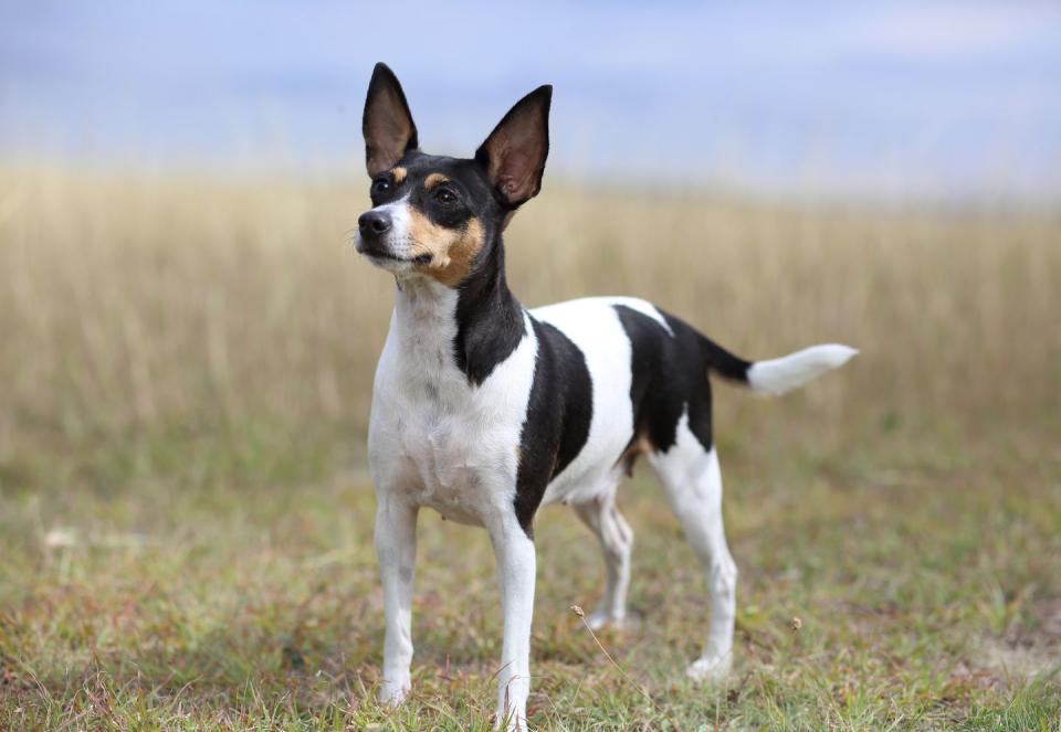 toy fox terrier smallest dog breeds