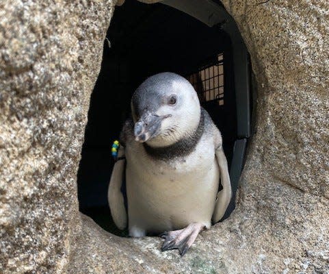 Magellanic penguin Pietro chick surveys his surroundings from his Jacksonville Zoo and Gardens nest box.