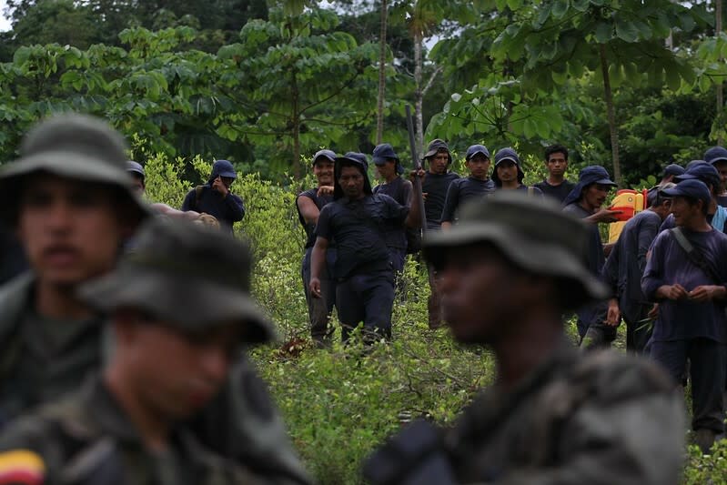 聯合國11日統計，哥倫比亞的古柯田面積達到史上最高。（Photo by Policía Nacional de los colombianos Flickr）