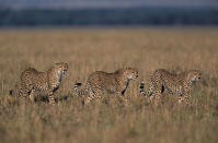 Geparden<br><br> Lewa Downs, Kenia © dv / Photolibrary © Paramount Pictures