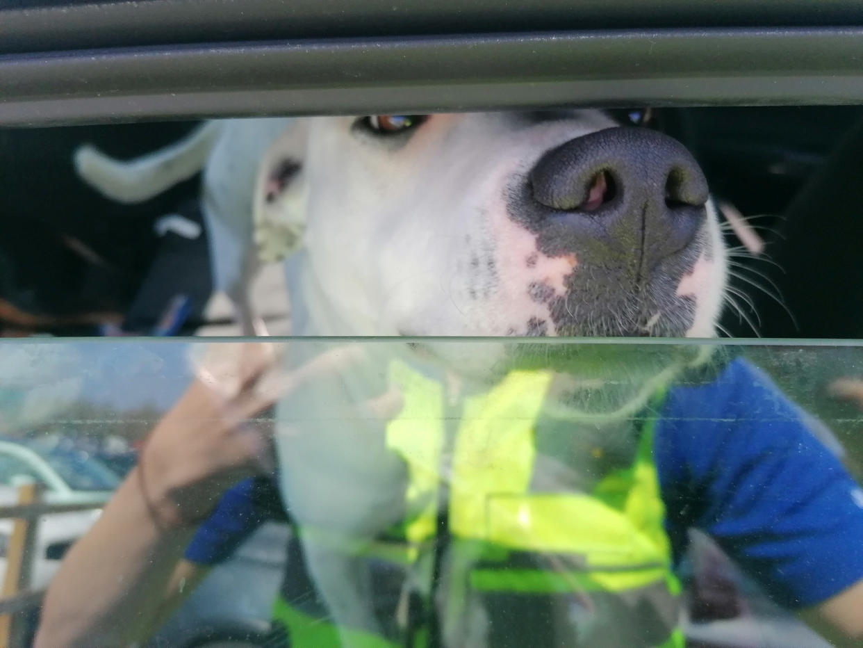 Police had to rescue two dogs left inside a hot car while their owners went shopping at a new shopping village. (SWNS)