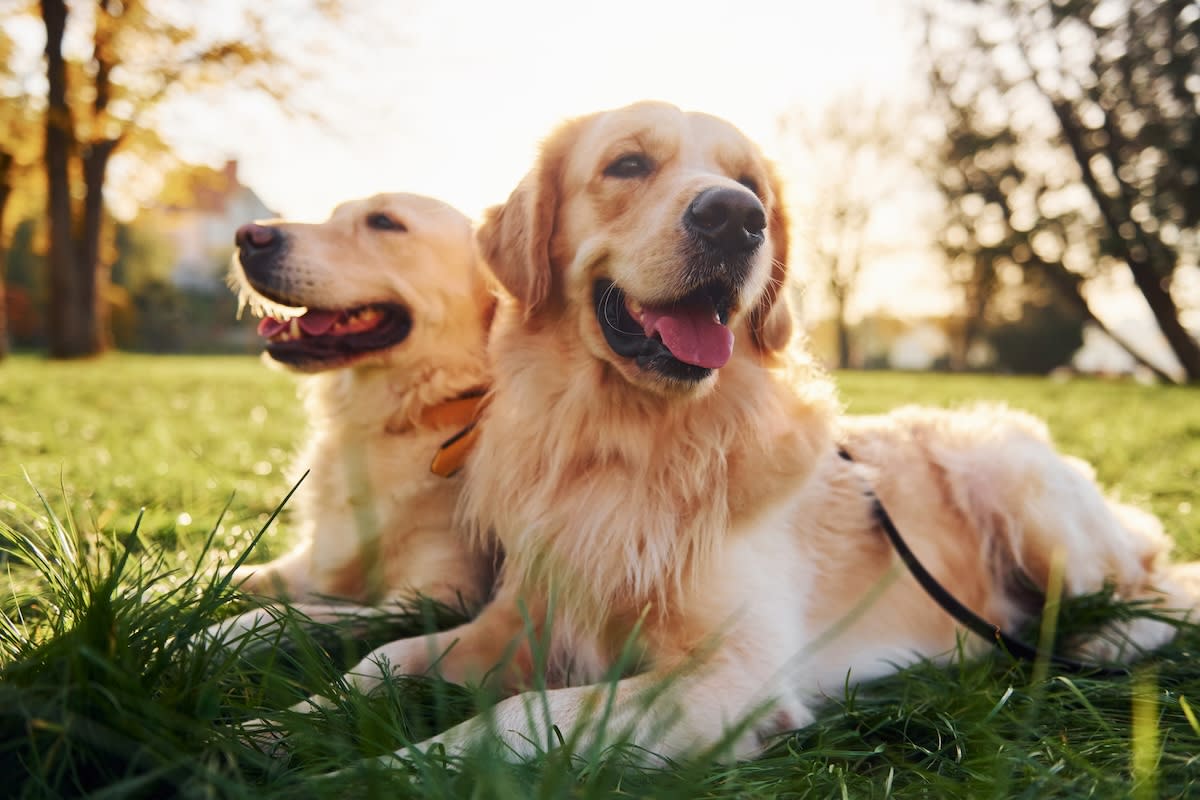 Golden retrievers came in at 7.<p>Shutterstock - Standret</p>