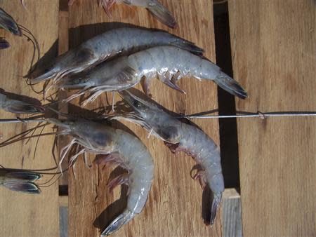 White shrimp (Litopenaeus setiferus) with black gill disease are pictured aboard the boat Billie B just off Otter Island near St. Helena Sound, South Carolina in this September 18, 2006 handout photo obtained by Reuters November 1, 2013. REUTERS/Barry Gooch/SCDNR/Handout via Reuters